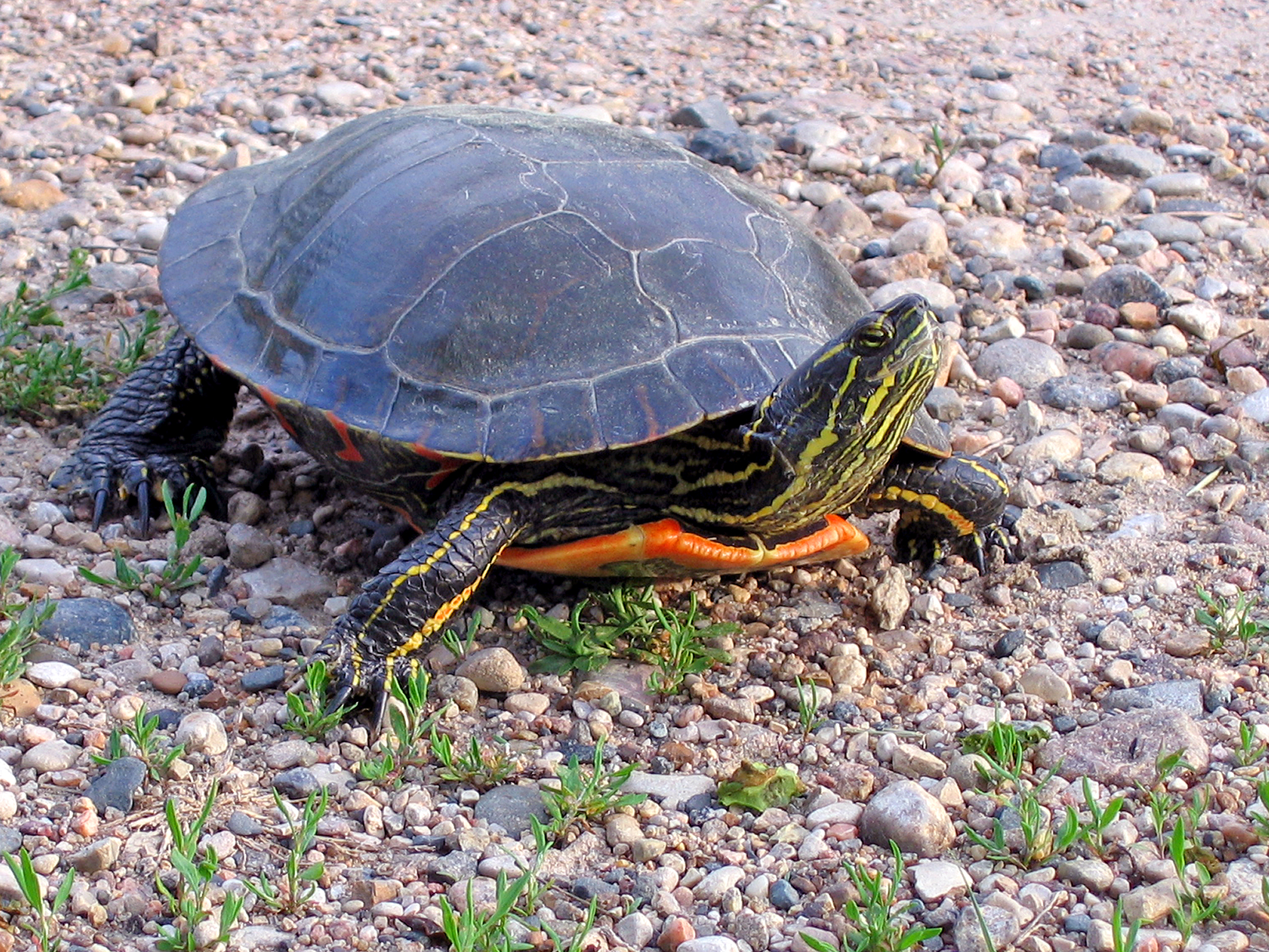<p>Eastern Painted Turtle</p>