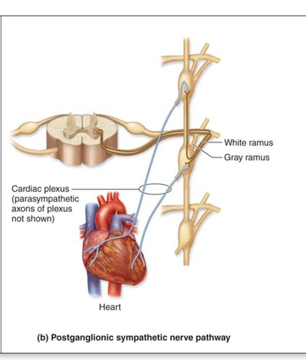 <p>It detects stimuli from the viscera and blood vessels and transmits this information to the CNS.</p>