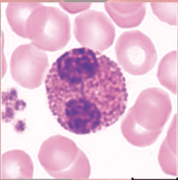 <p>(granulocyte)</p><p>large red granules; bi-lobed nucleus</p>