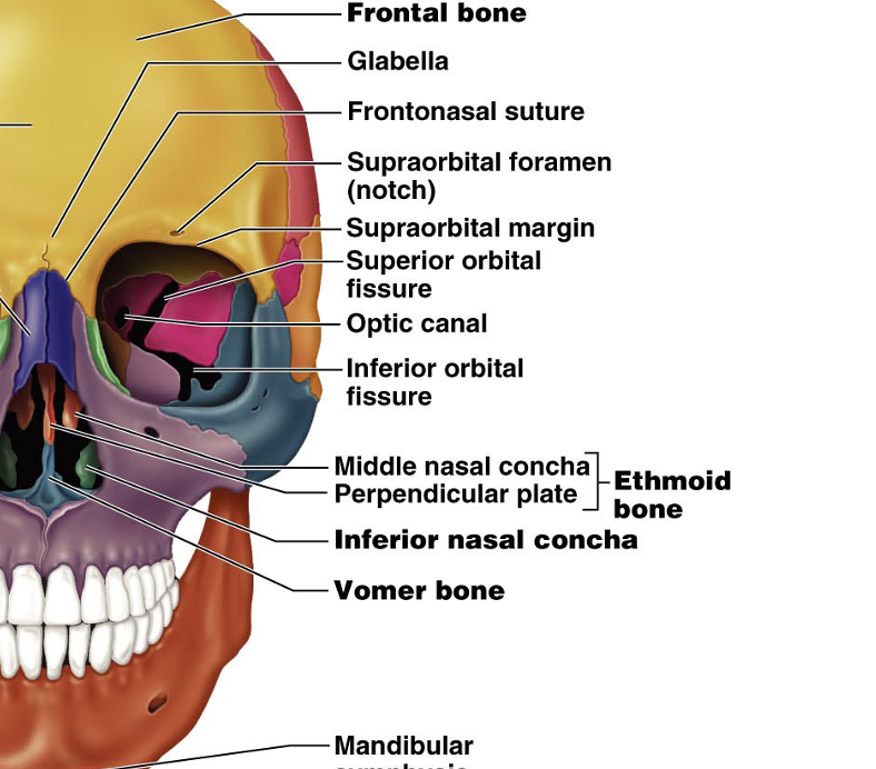 <p>ethmoid bone </p>