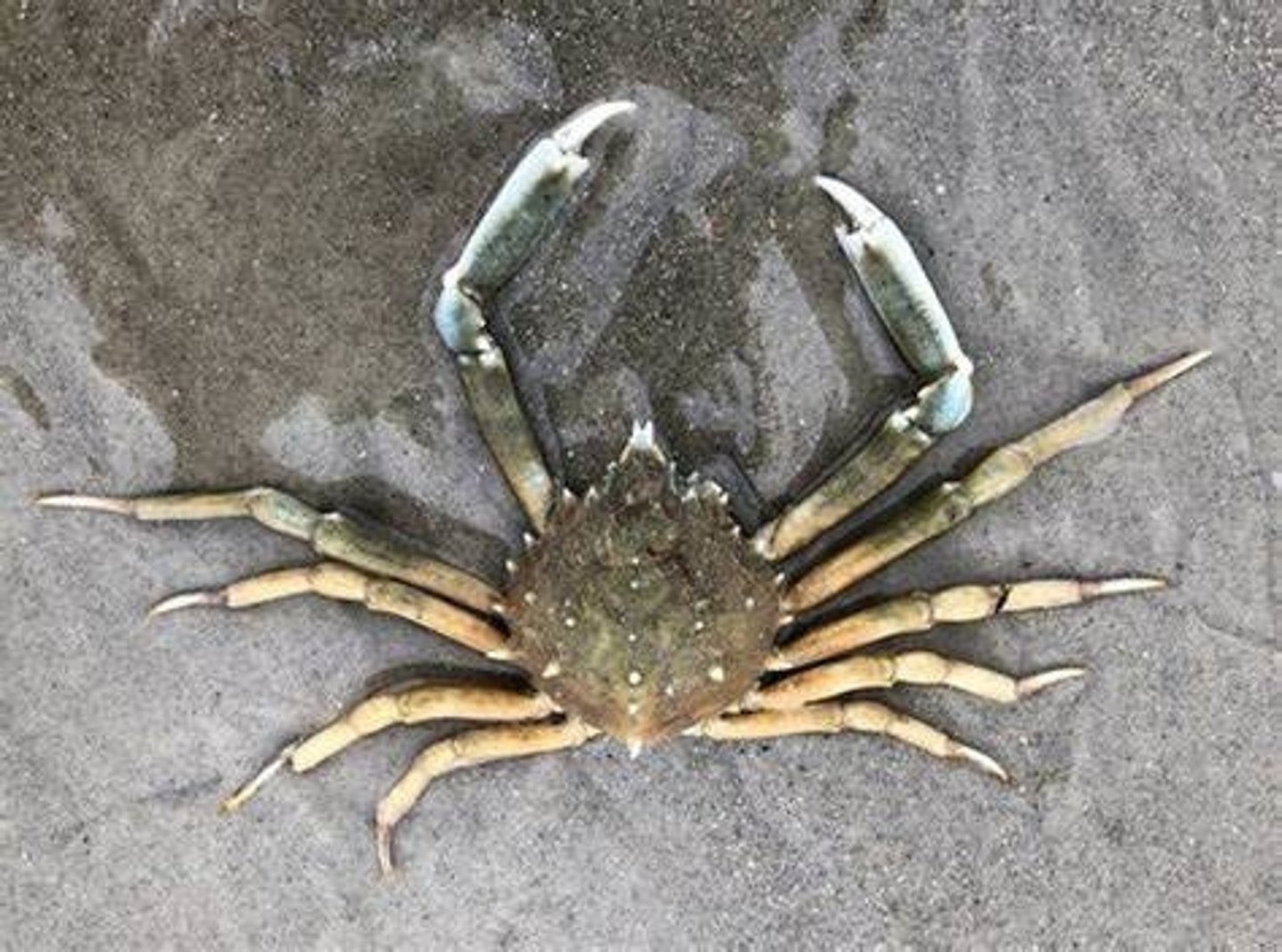 <p>What Phylum, Subphylum, Class, Order, and Genus is this animal in?</p>