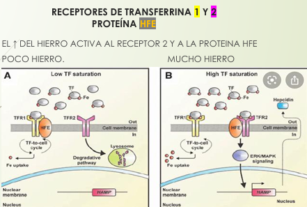 <p></p><ul><li><p><strong>Receptor 1 </strong>en todas las células <span data-name="fast_forward" data-type="emoji">⏩</span>CAPTADOR de transferrina (monoférica o diférica)</p></li></ul><ul><li><p><strong>Receptor 2</strong> es del hígado <span data-name="fast_forward" data-type="emoji">⏩</span>REGULADOR</p><ul><li><p>Necesita <u>proteína HFE</u>, para activar el receptor = <span data-name="arrow_up" data-type="emoji">⬆</span>Hepcidina (en exceso de Fe)</p></li></ul></li></ul><p></p>