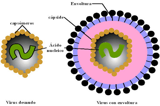 <p><strong><span>¿De dónde adquieren su envoltura los virus envueltos?</span></strong></p>