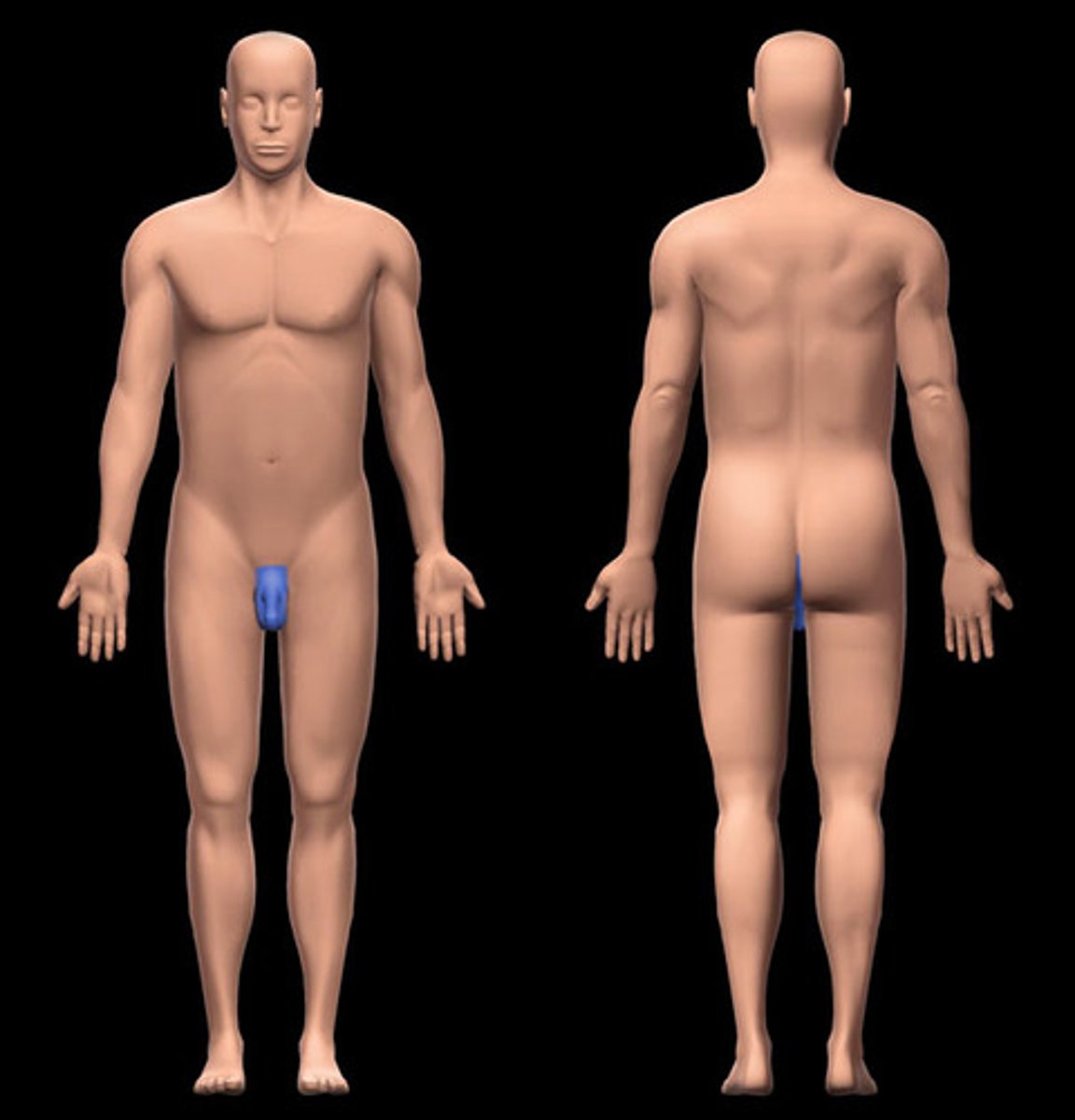 <p>Location:</p><p>-Between proximal thighs, from coccyx to pubic symphysis</p><p>Inferior to pelvic diaphragm</p><p>Description:</p><p>-Subdivision of trunk</p><p>-Forms diamond-shaped area when thighs abducted</p><p>-Anterior boundary: mons pubis</p><p>-Lateral boundary: medial surface of thigh</p><p>-Posterior boundary: gluteal folds and superior end of intergluteal (natal) cleft</p><p>-subdivided into anal and urogenital triangles</p><p>-Contents of anal triangle: anus</p><p>-Contents of urogenital triangle: clitoris, external urethral and vaginal orifices (female); penis, scrotum and its contents (male)</p>