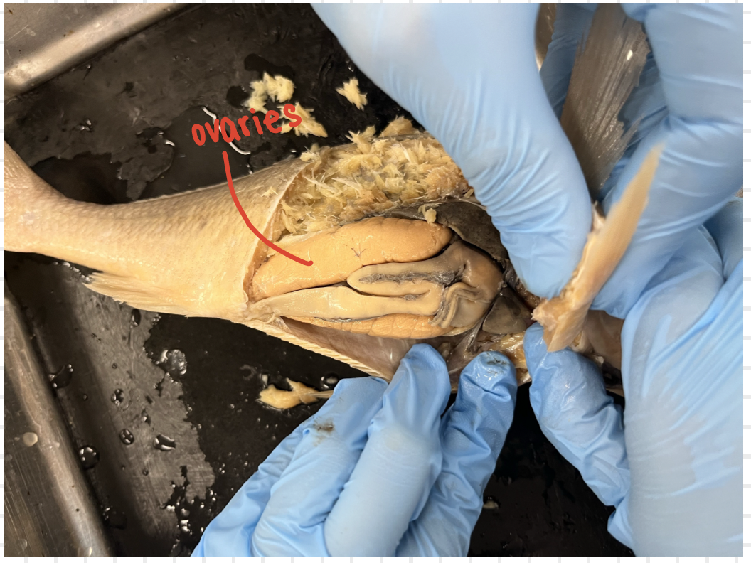 <p>bony fish</p>