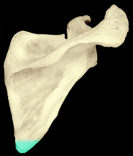 <p>the pointy inferior edge of the scapula</p>