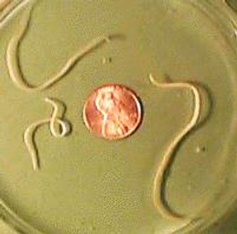 <ol><li><p>SN</p></li><li><p>PS</p></li><li><p>DH</p></li><li><p>CN</p></li></ol><p></p>