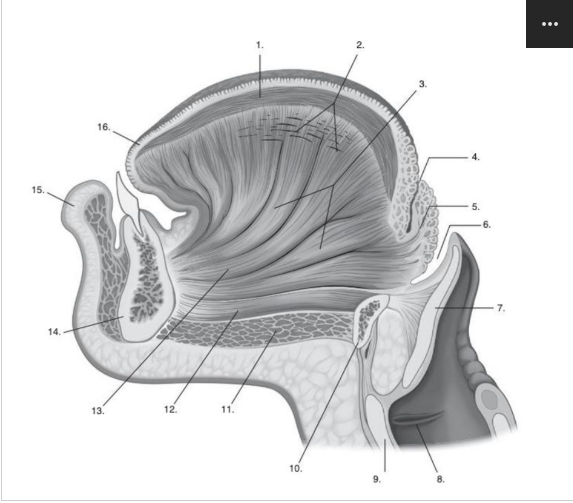 <p>Identify <strong>number 1</strong> in the image below:</p>