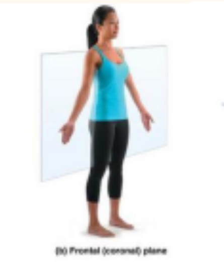 <p>divides body into anterior and posterior parts</p>