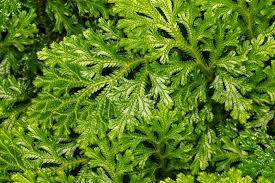 <p>true roots</p><p>true stems</p><p>true leaves</p>