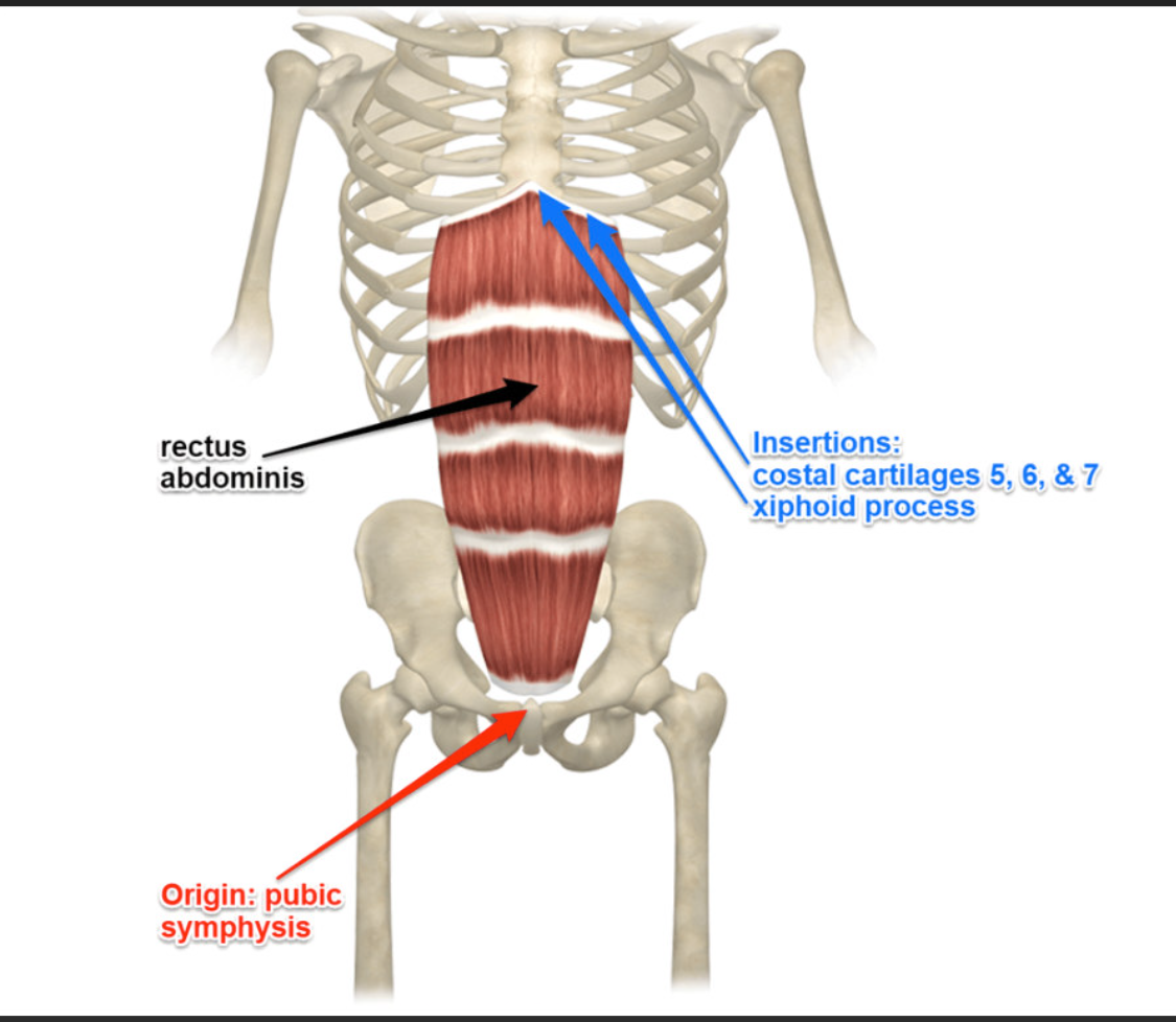 <p>Rectus Abdominis Function</p>