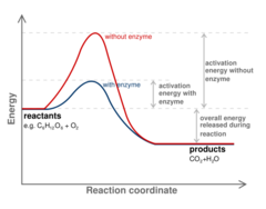 <p>Enzymes and reaction spontaneity.</p>