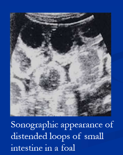 <ul><li><p>in general SI obstruction causes gas and or <strong>fluid distention of the SI, enterogastric reflux, gastric distension, and abdominal pain. </strong></p></li><li><p><strong>causes: </strong>adynamic ileus, intraluminal obstructions, incarcerations, intussusceptions, adhesions, and various strangulation obstructions </p></li><li><p><strong>strangulating obstruction </strong>leads rapidly to bowel compromise, peritonitis, and CV compromise; <strong>prompt sx intervention is needed </strong></p></li><li><p>further most <strong>simple SI obstructions </strong>eventually lead to bowl injury and <strong>usually require surgical intervention </strong></p></li></ul><p>signs of obstruction: </p><ul><li><p><strong>abdominal pain </strong></p></li><li><p><strong>nasogastric reflux </strong></p></li><li><p><strong>SI obstruction </strong></p></li></ul><p></p>