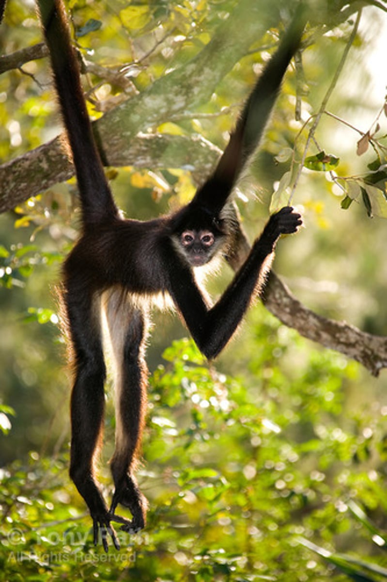 <p>a monkey</p>