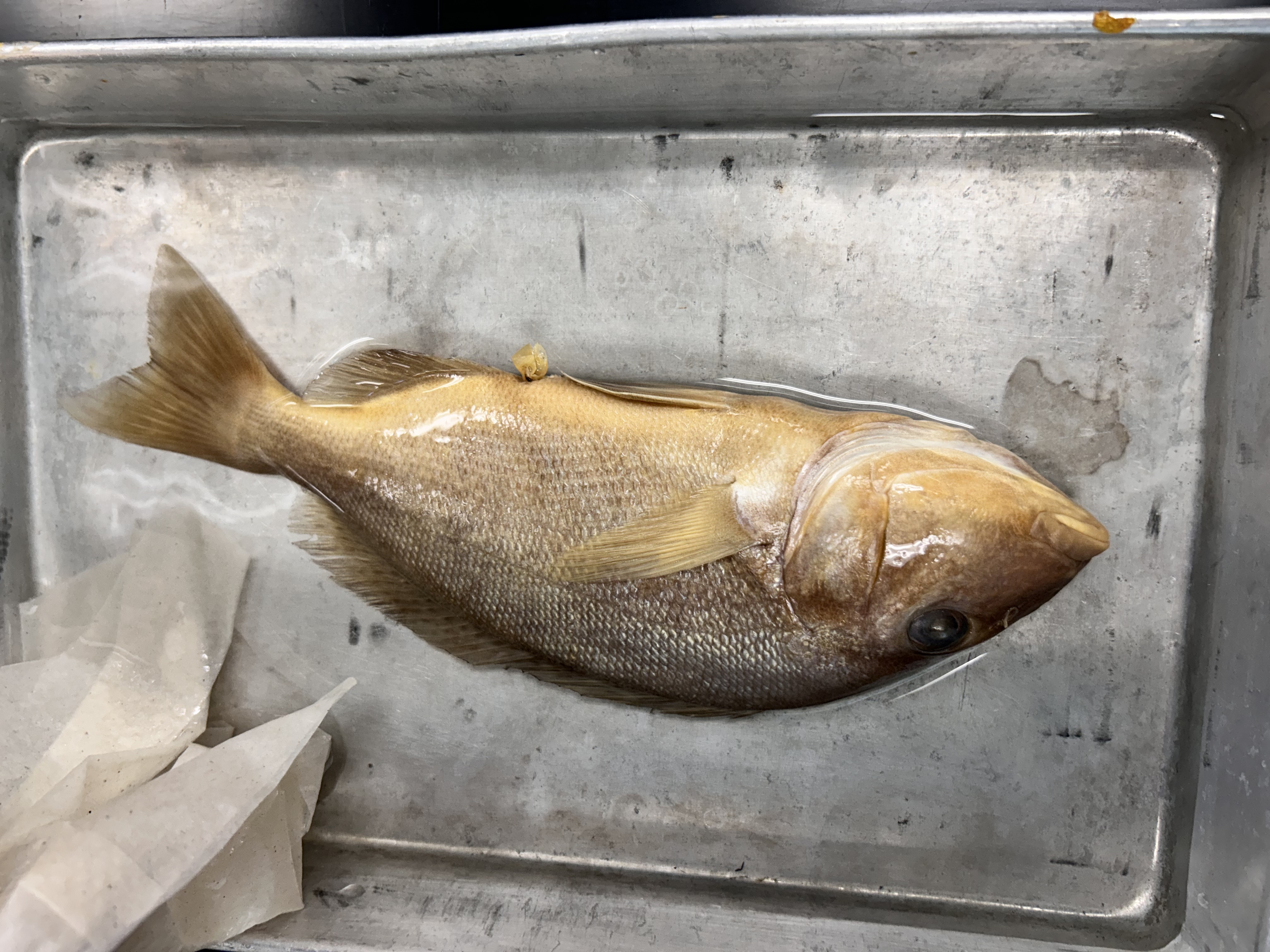 <p>pigfish</p>