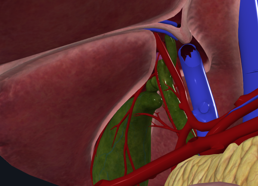 <p>What is highlighted in purple</p>