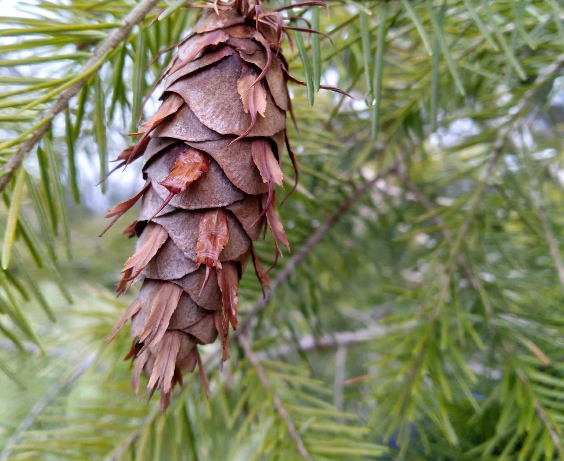 <p>Common name: Douglas fir</p><p></p><p>Genus: Pseudotsuga</p><p></p><p>Species: menziesii</p><p></p><p>Family: Pinaceae</p>