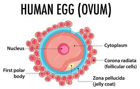 <p><strong>OVUM</strong></p>
