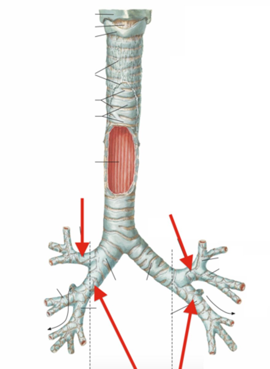 <p>branch from main bronchi; 2 on left, 3 on right</p><p>will divided into multiple segmental (tertiary) bronchi.</p>
