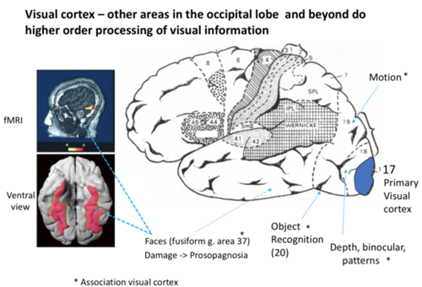 <p>Association cortexes are areas of integration, which are responsible for more complicated sensory information. For example in the occipital lobe you are not just processing visual information from the primary visual cortex but integrating it with information coming from other areas in the occipital lobe to do with motion, object recognition to create a full picture. Most of the occipital lobe, apart from the primary visual cortex is the association visual cortex</p>