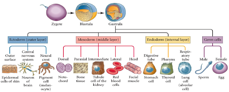 <p>endoderm </p><p>in-doderm: things that are inside </p>