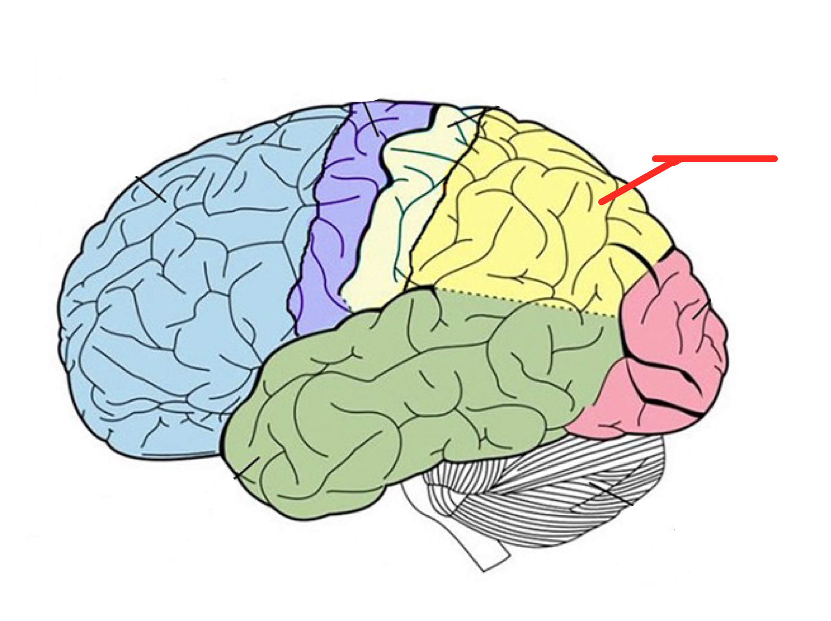 <p>Upper middle part of the cerebral cortex lying behind the frontal lobe that’s specialized for touch and perception</p>