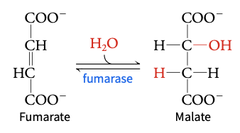 <p>fumarate → malate</p>