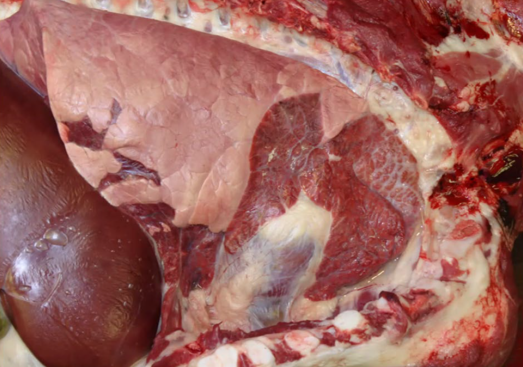 <p>What are possible causes?</p><p>A-Pasterurella multocida</p><p>B-Hisophilus somni</p><p>C-Mycop/asma bovis</p><p>D-Biverstenia threa/osi</p><p>E-AII of the above</p>