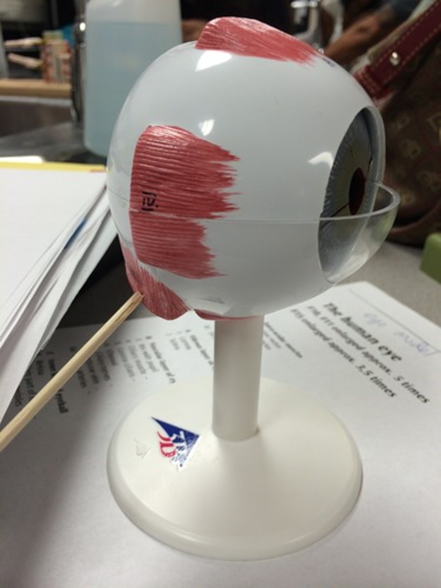 knowt flashcard image