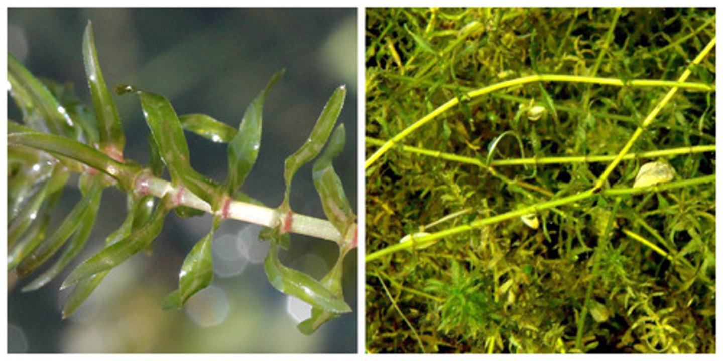 <p>Smalle waterpest</p>