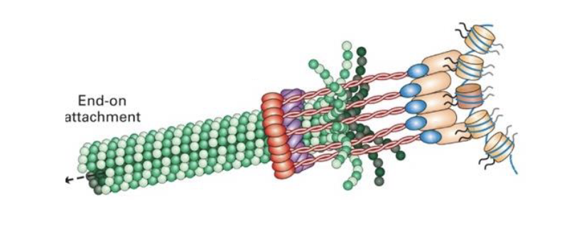 <ul><li><p>there are sequences common to the various yeast centromeres</p></li><li><p>contains a <strong>nucleosome</strong> that includes a<strong> centromere-specific histone variant</strong> called <strong>CENP-A</strong> (centromeric protein A)</p></li><li><p>CENP-A linked to a specialized protein complex called the <strong>kinetochore</strong> which then connects the <strong>centromeres</strong> to the <strong>microtubules</strong></p></li></ul><p></p>