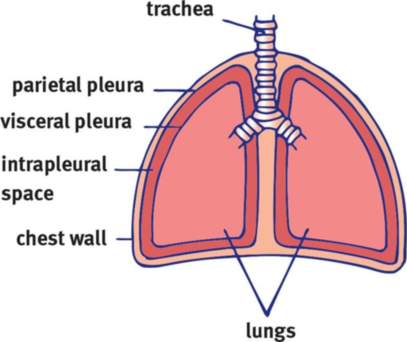 <p>Space between the two membranes, visceral pleura and parietal pleura, that cover the lungs.</p>