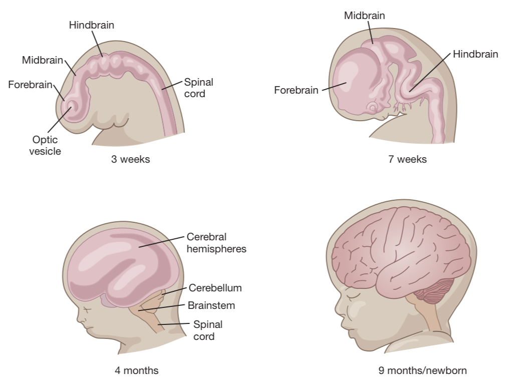 <p>2-3 months; face and brain develop out of the superior end of the neural tube</p>