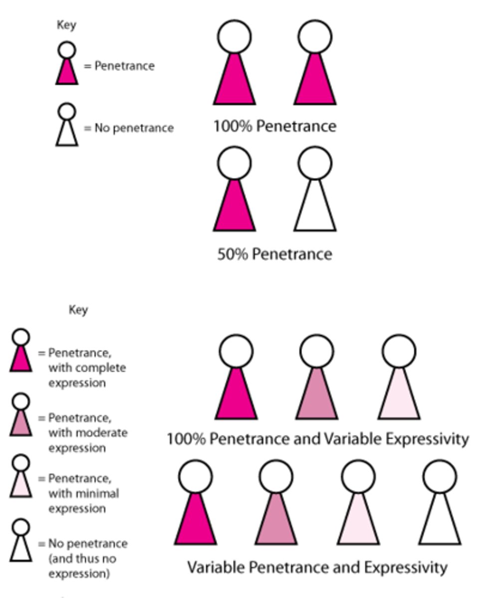 <p>the genotype does not always produce the expected phenotype</p>