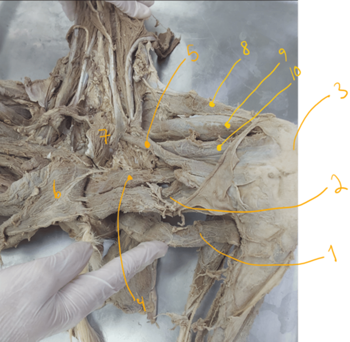 <p>identify the muscles.</p>