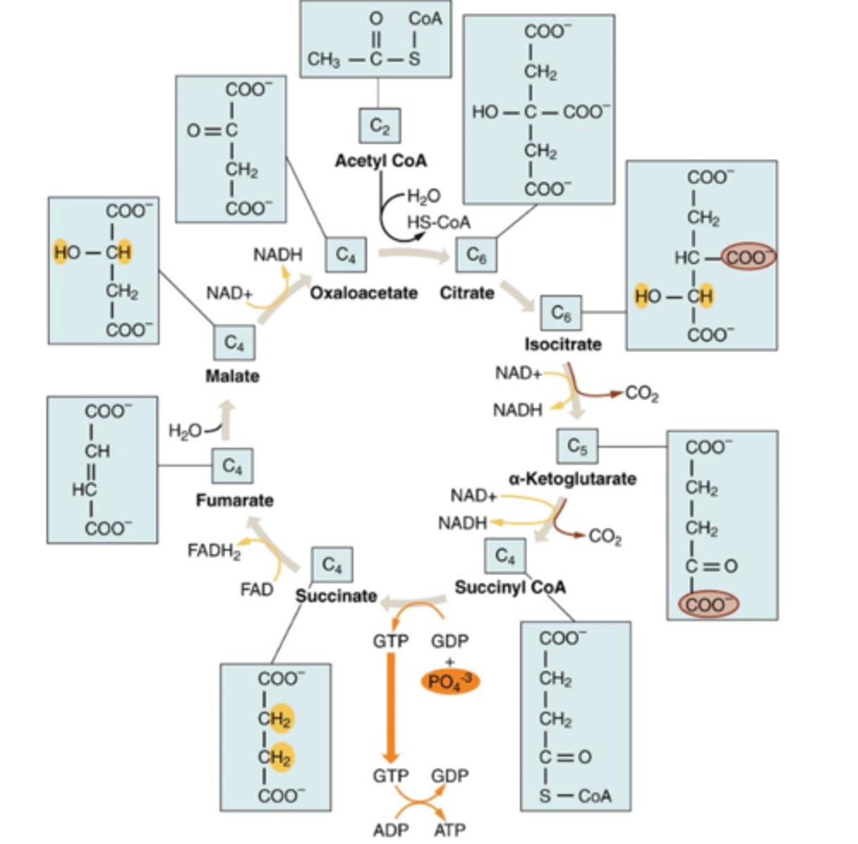 <p>circular pathway that oxidizes nutrients to make energy. Each step is catalyzed by a separate enzyme. intermediates of the cycle can also be taken out &amp; make the molecules. Occurs in mitochondrial matrix.</p>