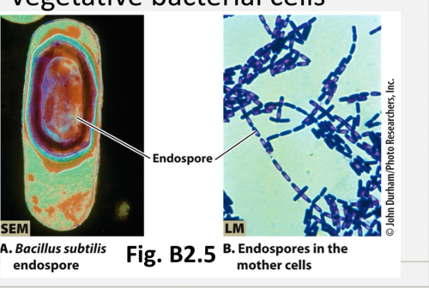 <p>some bacteria undergo sporulation when conditions deterioate</p><p>- metabolically inert (do not need nutrients/no energy production/no chemical biosynthesis/dont need much to survive and have a hard exoporium coat that protects them from chemical stress)</p><p>- very hardly happens but spores can exist for decades (like anthrax tower)</p><p>- once conditions improve, spores will germinate back to vegetative bacterial cells</p><p>- endospores are inside of the mother cell</p><p>- exospore = happen once the spore is released from the mother spore (like mom cell dies) and the spore is now found in the environment</p><p>ex. is bacillus anthracis developed as a biological weapon. v ery hard to deconmaniate spores bc they can exist for so long)</p>