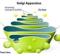 <p>Golgi apparatus</p>