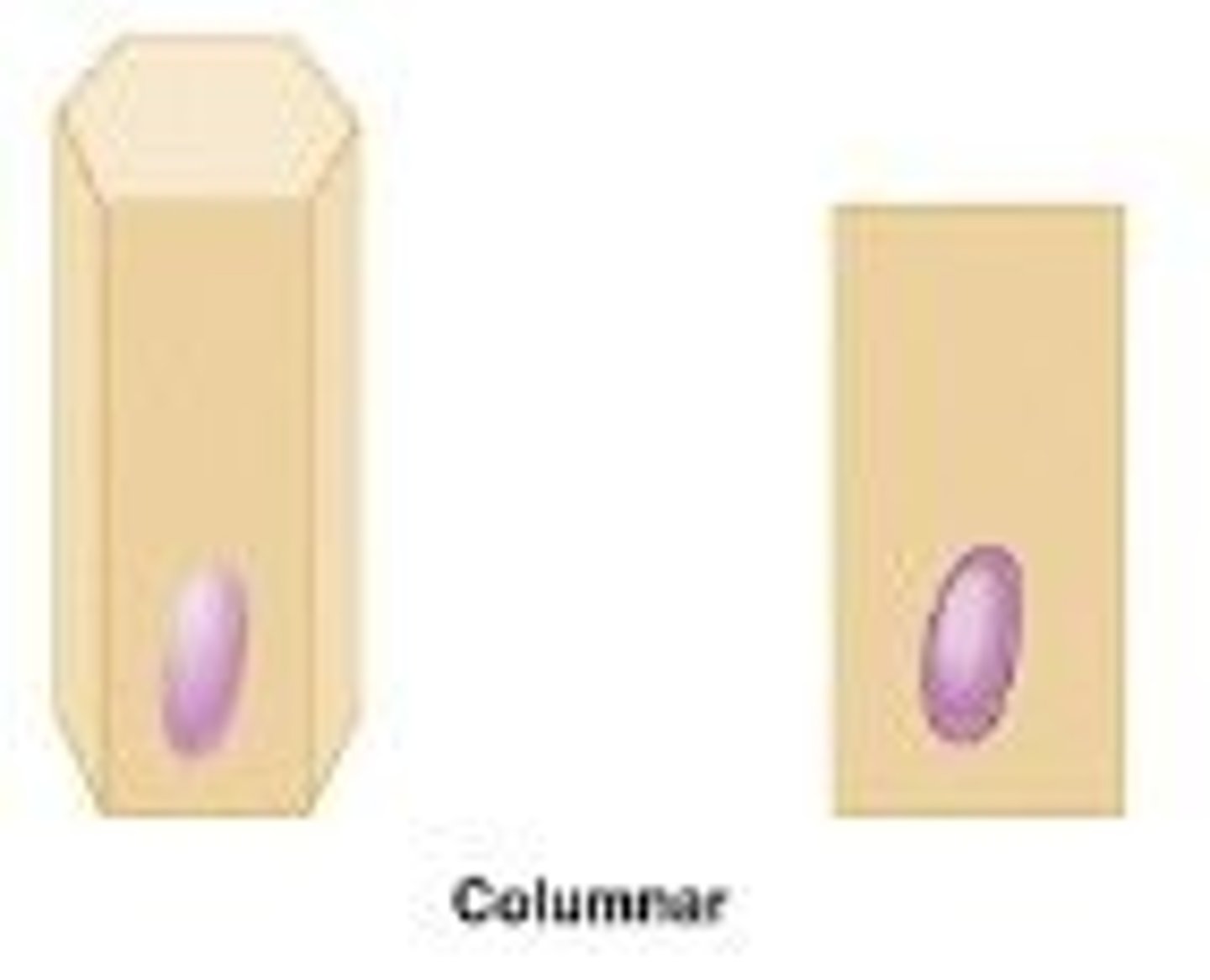 <p>tall and column shaped</p>