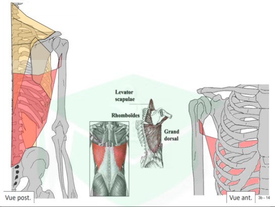 <ul><li><p>origine : → crête iliaque → 4 dernières côtes → PE lombaires + thoraciques jusqu&apos;à T7 → angle inf de la scapula</p></li><li><p>terminaison : au niv du bras dans la coulisse bicipitale</p></li></ul>