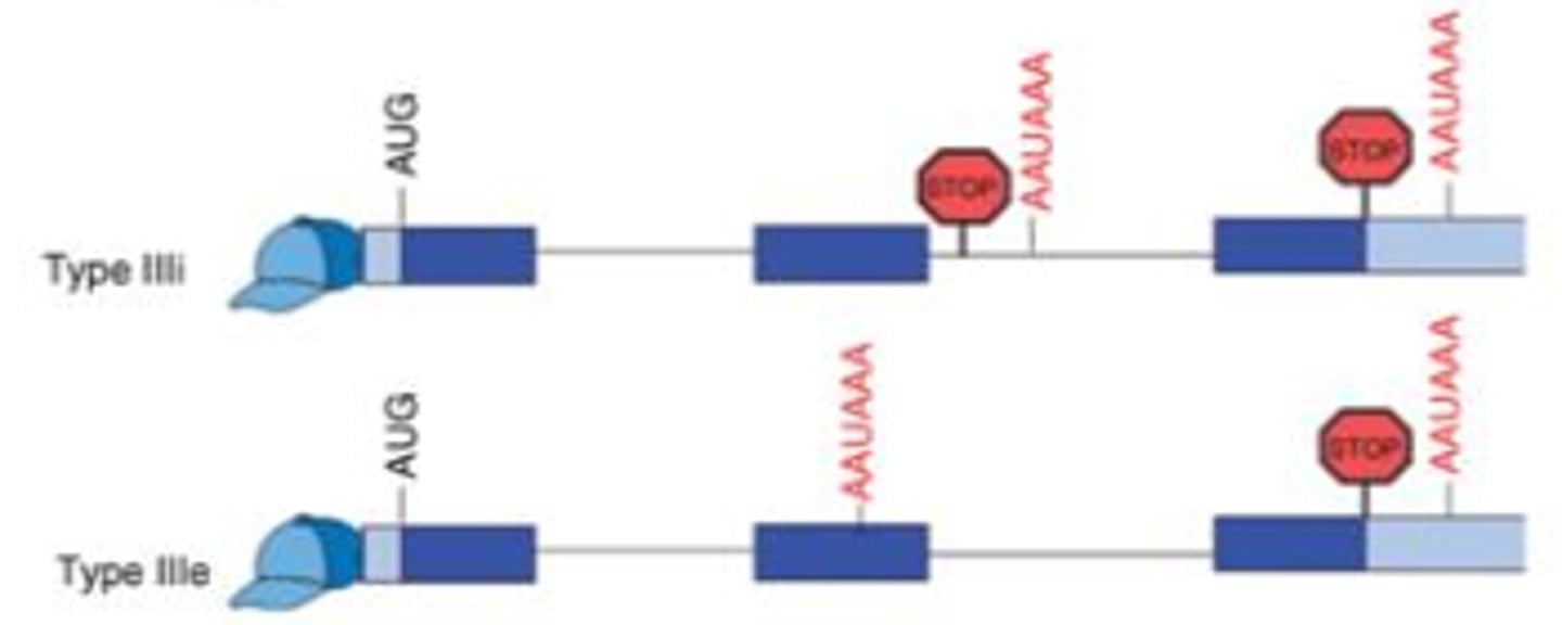 <p>The pol-A site within an intron can lead to cleavage and pol-A tail formation with the loss of everything downstream (other exons). While the other site will have cleavage and poly-A tail formation resulting in the mRNA containing all of the exons. In this case different proteins can be created from the same strand of pre-mRNA transcript.</p>