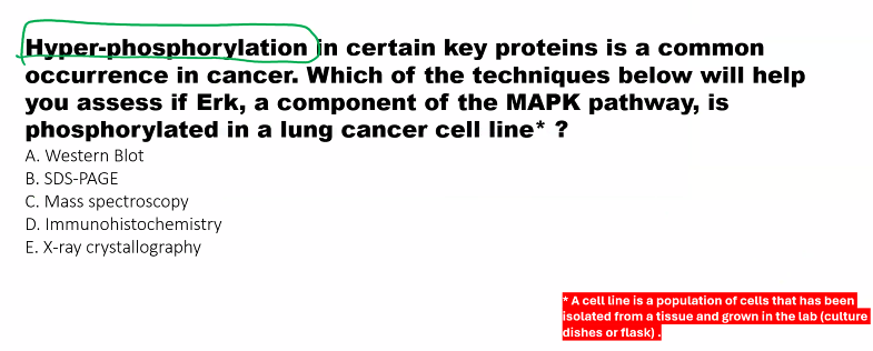 <p>A) </p><p>Western blot is preferred. </p>