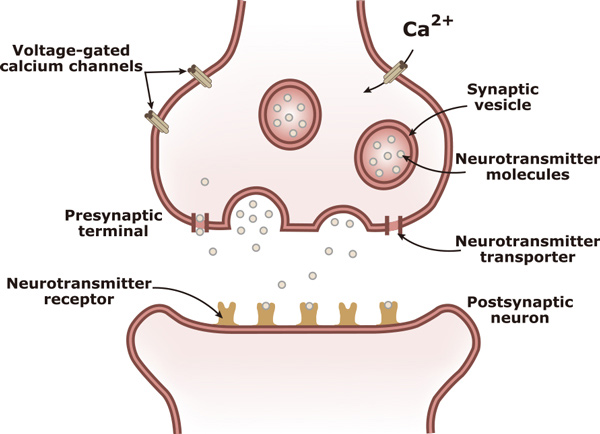 <p>types of neurotransmitters, type of receptors (ionotropic vs metabotropic), types of ion channels opening</p>