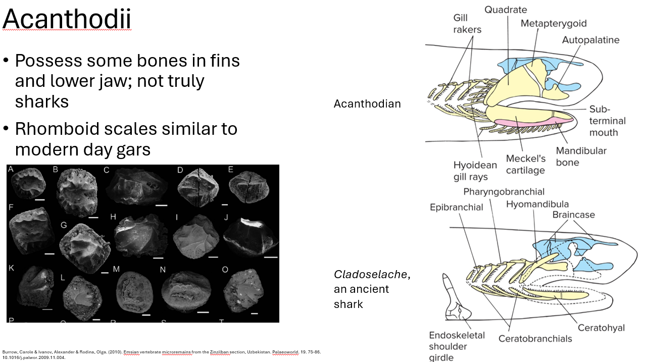 <p>Acanthodii traits</p>