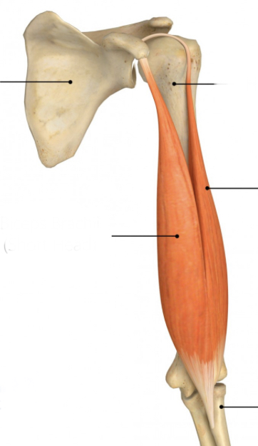 <p>Name muscle and its function</p>
