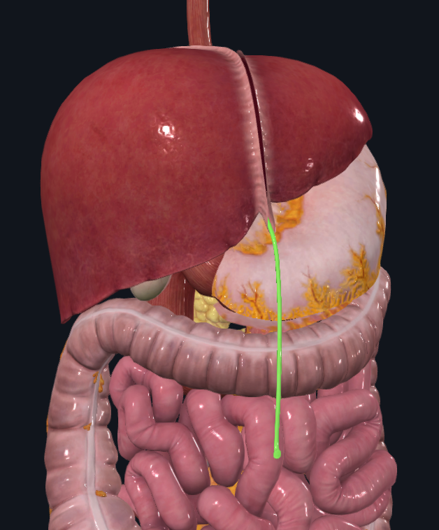 <p>What is highlighted in green</p>