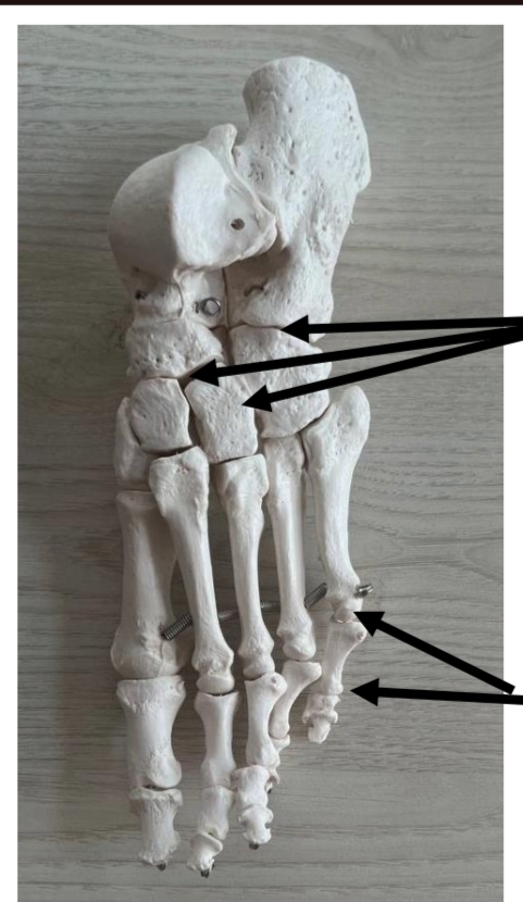 <p>identify these joints upper and lower respectively</p><p>mention their types respectively</p>