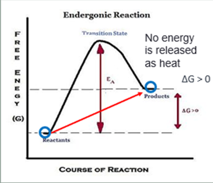 <p><span>The products have </span><strong><em><u><span>more</span></u></em></strong><em><u><span> </span></u></em><span>energy than the reactants</span></p>