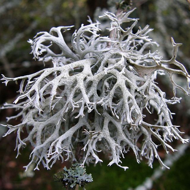 <p>L铆quen</p>