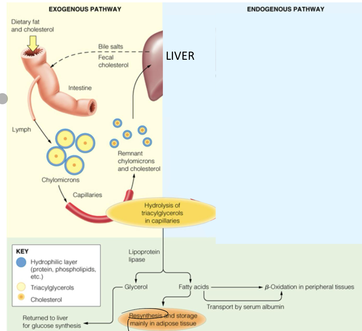 <p>The exogenous pathway refers to the process by which dietary lipids are absorbed in the gastrointestinal tract, incorporated into chylomicrons, and transported to tissues for utilization or storage. </p><p>Digestion occurs in SI, aided by bile salts and pancreatic lipases, which emulsify fats and break them down into fatty acids and monoglycerides. </p><p>FFA are absorbed by enterocytes and re-esterified and packed into CM</p><p>CM released into lymph capillaries and eventually into the blood stream</p>